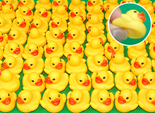 ウキウキアヒル