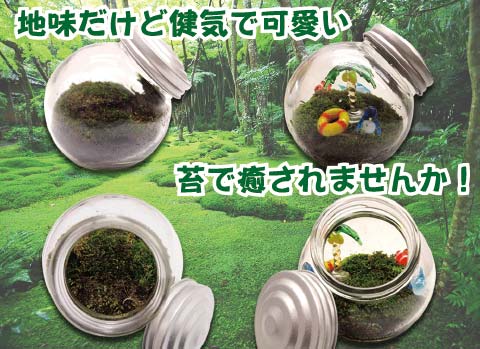 苔テラリウム作り/手作りキット